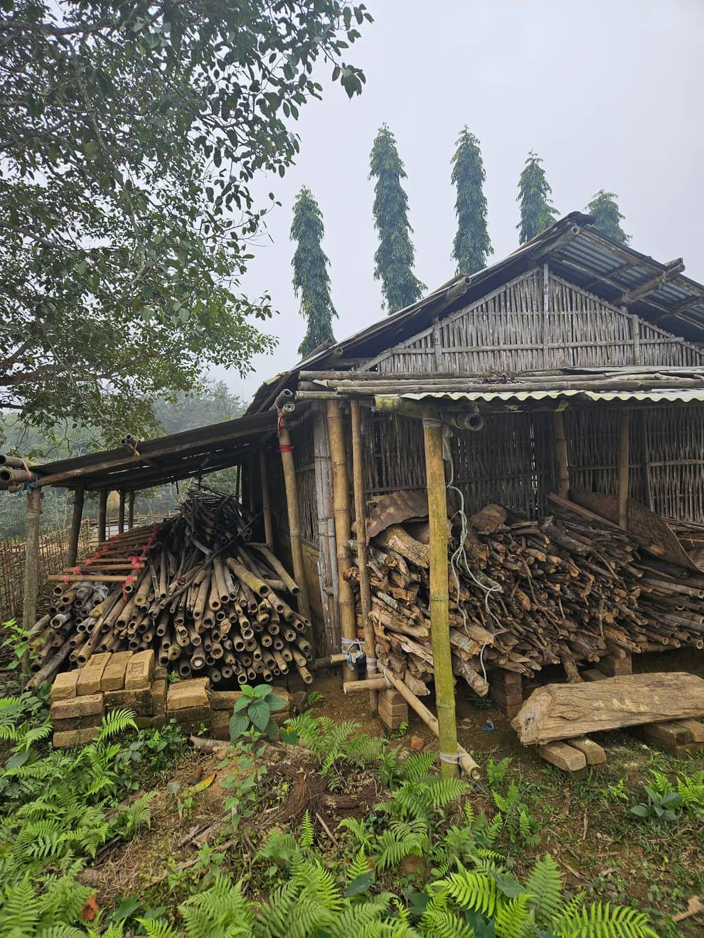 Apollo Club's bamboo structure, before the revival